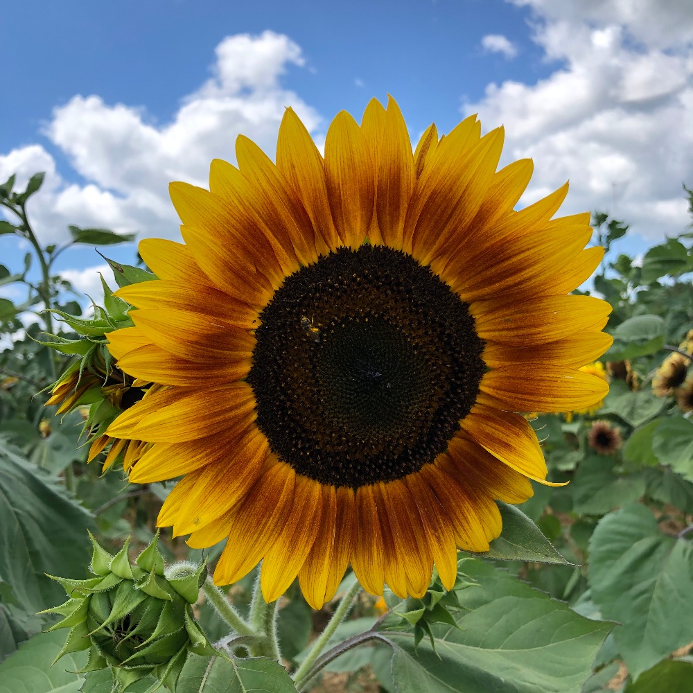 Meet your Posher, Jodi